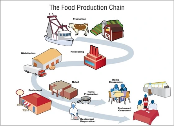 the_food_production_chain